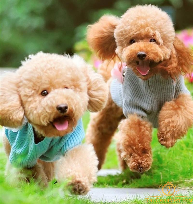 Tính cách nhẹ nhàng của những chú chó poodle giúp bạn gần gữi hơn với chúng