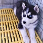 Chó husky Sibir mắt xanh sát thủ đang suy tư cuộc đời