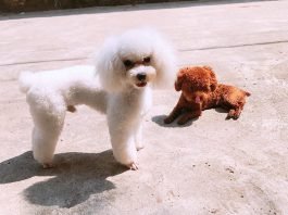 Chó poodle trắng đực và cún poodle nâu đỏ thả mình trong nắng