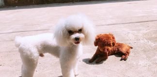 Chó poodle trắng đực và cún poodle nâu đỏ thả mình trong nắng