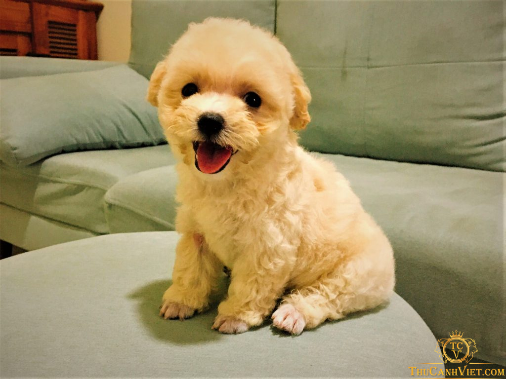 Chú cún poodle tiny màu vàng mơ cực xinh