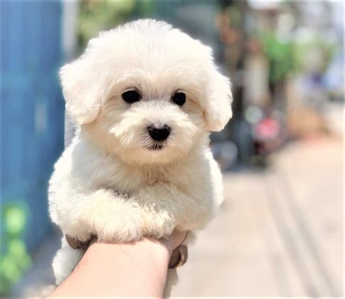 Chó poodle trắng size tiny cực đẹp