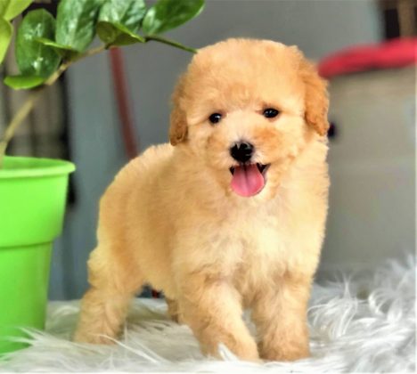 Chó poodle màu vàng mơ 2 tháng tuổi size tiny