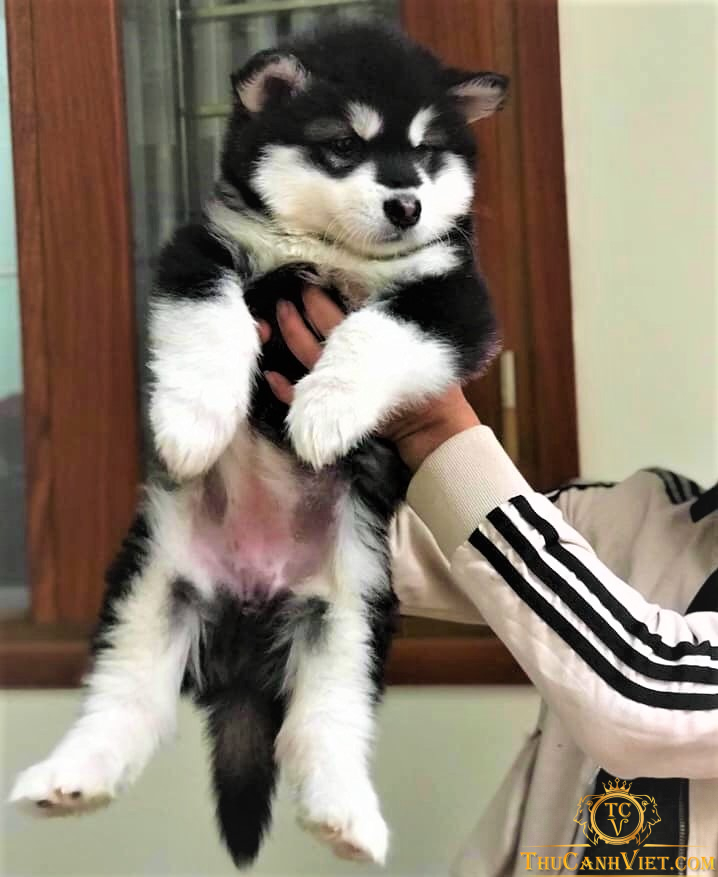 Chó Alaska Màu Đen Trắng Over Size 2 tháng tuổi - Bố Mẹ 60kg