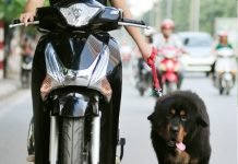 Dắt chó ra đường không đeo rọ mõm sẽ bị phạt nặng