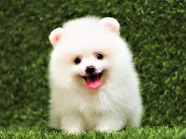 Pomeranian mini trắng mặt cực xinh