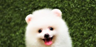 Pomeranian mini trắng mặt cực xinh
