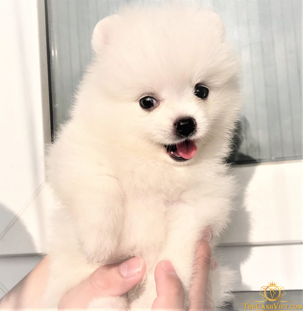 Gương mặt của Pomeranian mini trắng đáng yêu