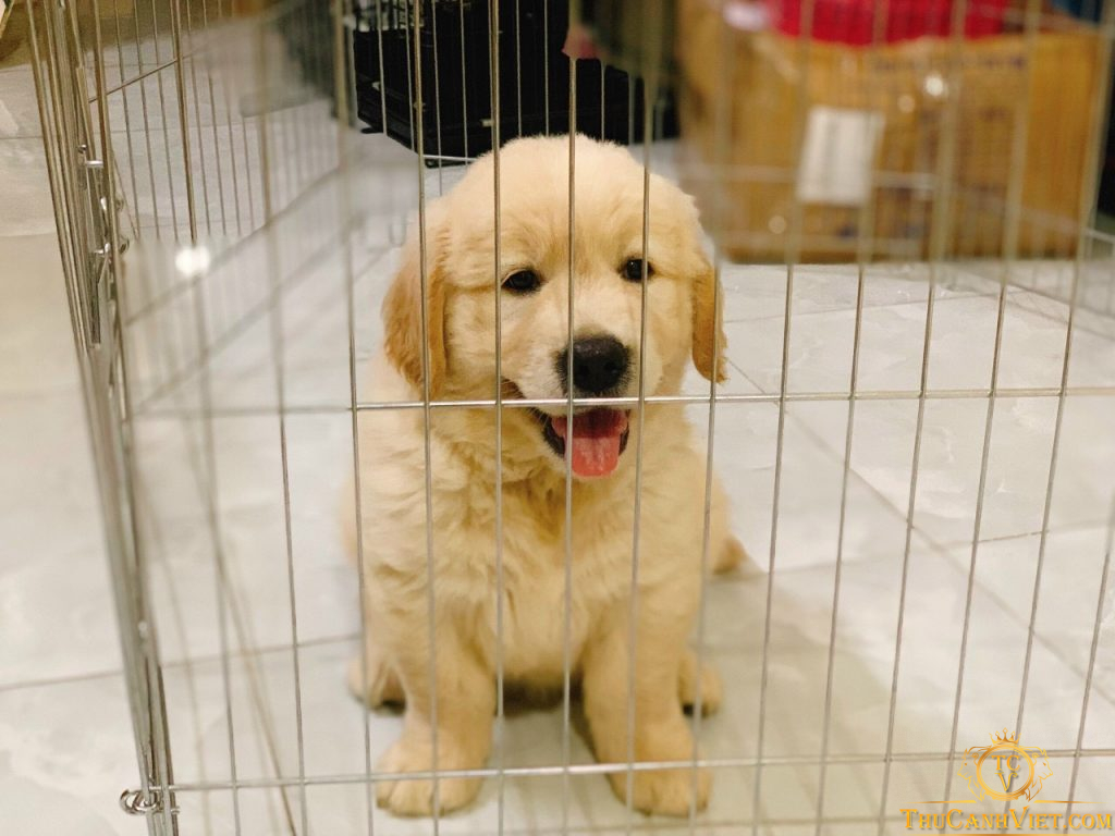 Giống chó golden con 2 tháng tuổi đang xuất bán