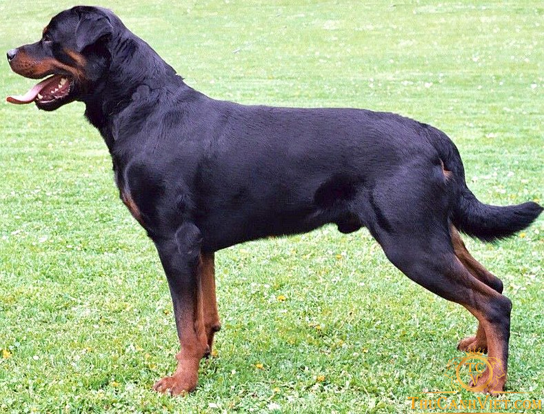 Chú chó Rottweiler - Cận vệ trung thành nhất với chủ