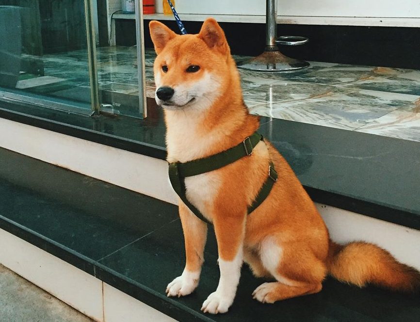 Chú chó akita inu - chó nhật bản đẹp mê hồn