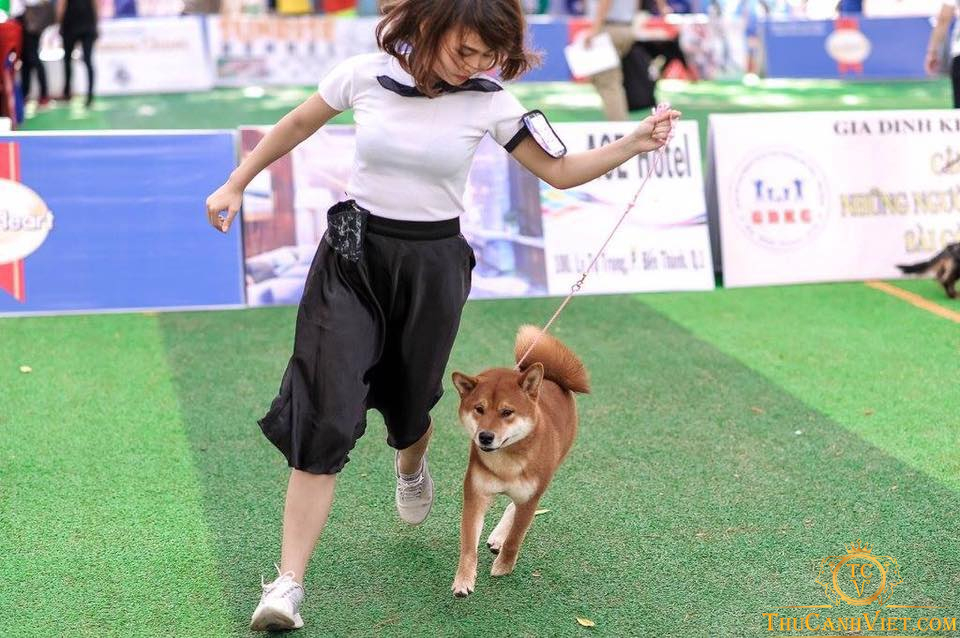 Chó akita inu dễ dàng thực hiện các bài tập huấn luyện 1 cách đơn giản