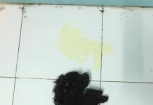 Một bé Poodle bị mắc bệnh truyền nhiễm