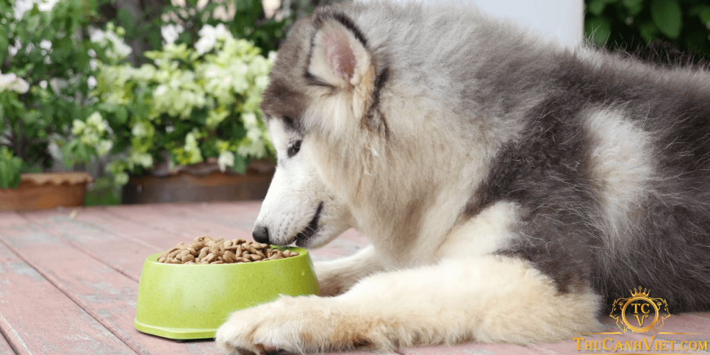 Thức ăn khô dạng hạt cho chó alaska
