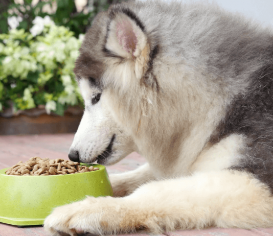 Thức ăn khô dạng hạt cho chó alaska