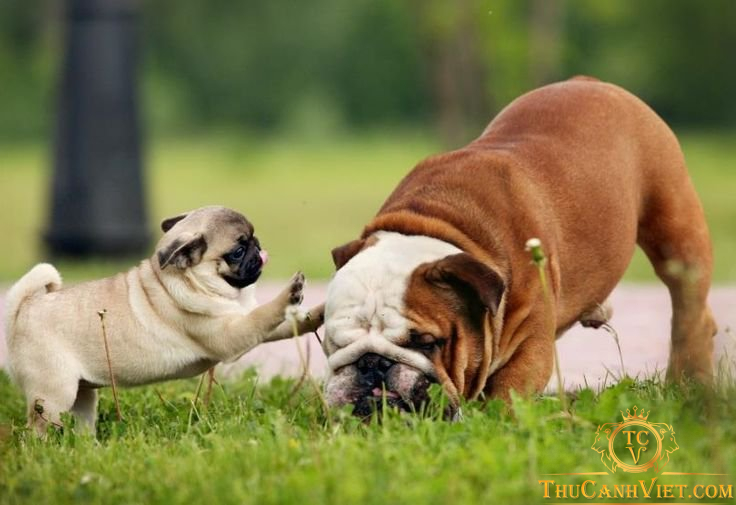 Bulldog là loài chó hiền lành và hoà nhã, rất dễ gần