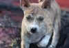 Chó Phú Quốc là một trong 3 dòng chó Xoáy trên Thế Giới