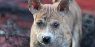 Chó Phú Quốc là một trong 3 dòng chó Xoáy trên Thế Giới