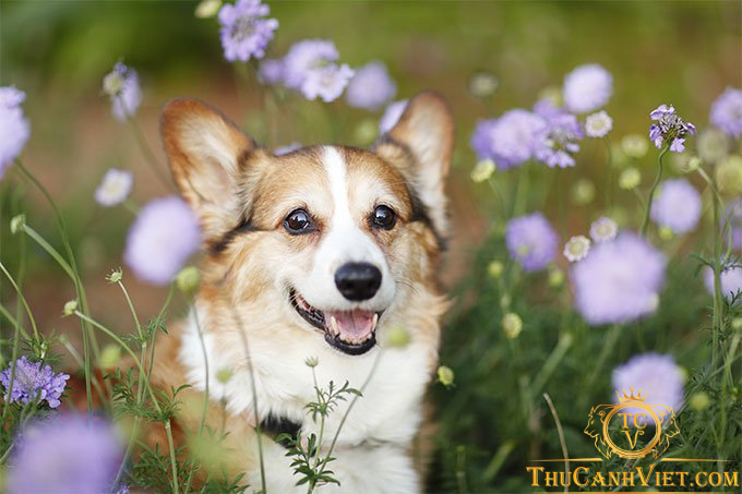 Bạn đã biết về những bệnh phổ biến ở chó Corgi chưa?