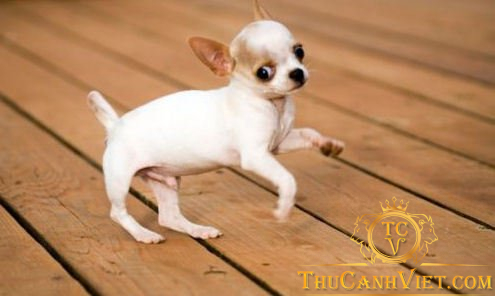 Chó Chihuahua Puppy thuần chủng