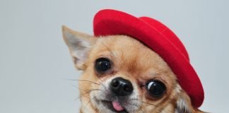 Gương mặt biểu cảm vô cùng đáng yêu của chó Chihuahua