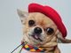 Gương mặt biểu cảm vô cùng đáng yêu của chó Chihuahua
