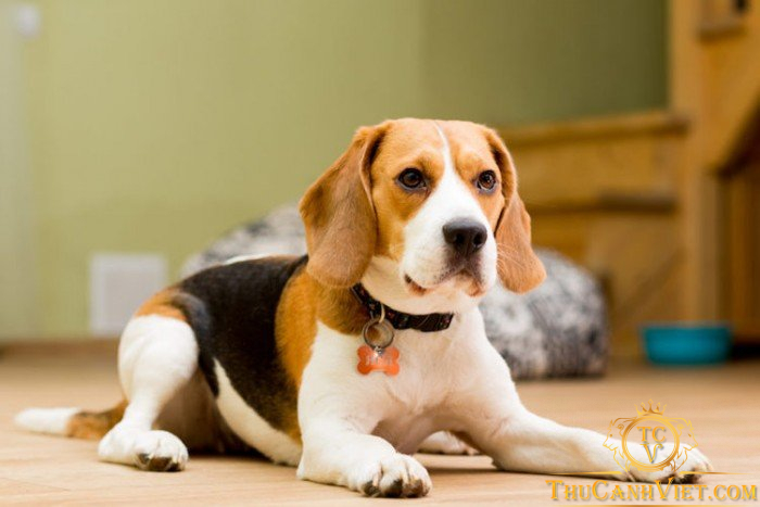 Chó Beagle với vẻ bề ngoài vô cùng đáng yêu