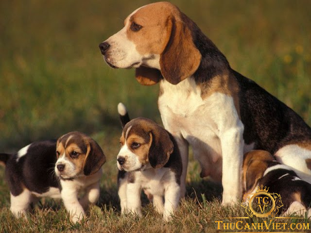Beagle – Giống chó săn thỏ thân thiện với con người