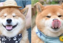 Shiba Inu-chú chó Nhật Bản gây nhiều thương nhớ vì quá đáng yêu