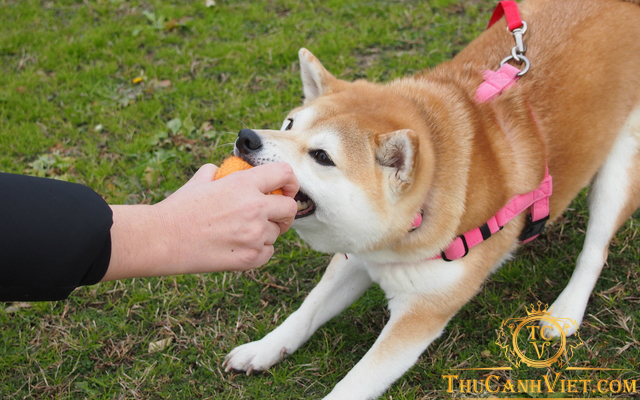 Shiba Inu-chú chó Nhật Bản gây nhiều thương nhớ vì quá đáng yêu