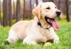 Tìm hiểu về dòng chó Labrador Retriever vô cùng thân thiện và quấn chủ