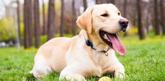 Tìm hiểu về dòng chó Labrador Retriever vô cùng thân thiện và quấn chủ
