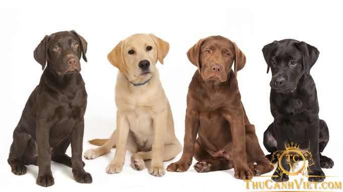 Những màu phổ biến ở chó Labrador