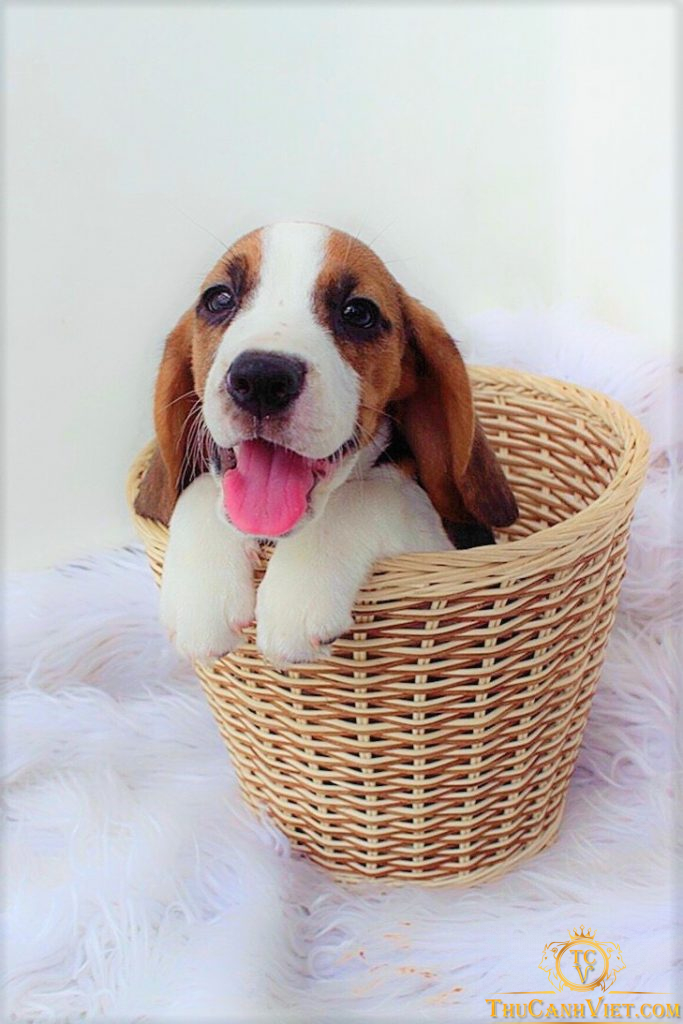 Chó Beagle tên gọi khác là chó săn thỏ vô cùng dễ thương