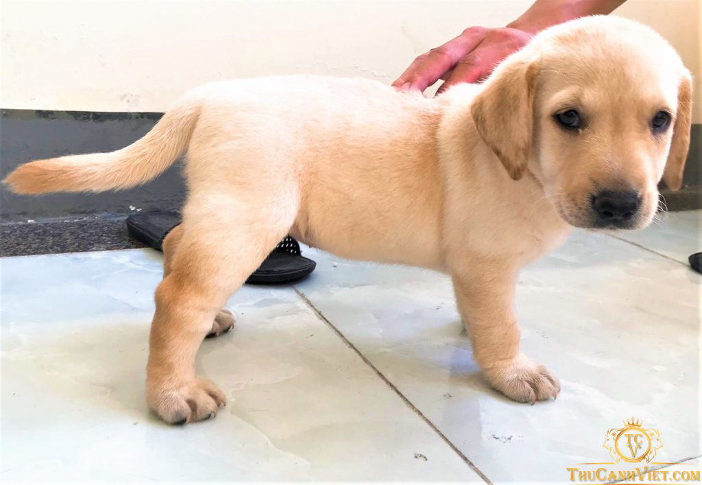 Labrador màu vàng trắng 2 tháng tuổi cực xinh tới ngày tìm chủ mới