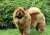 Chó Chow chow - giống chó sư tử xù đáng yêu nhất quả đất