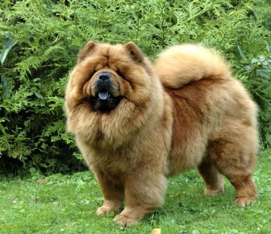 Chó Chow chow - giống chó sư tử xù đáng yêu nhất quả đất