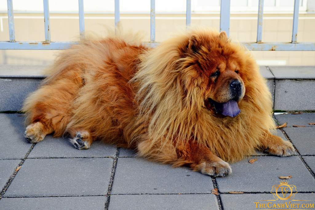 Chow chow-chó sư tử xù đáng yêu nhất quả đất