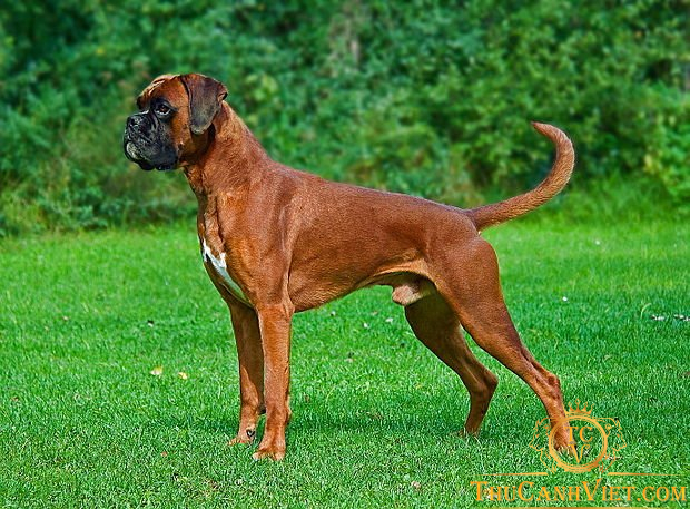 Chó Boxer-những võ sĩ dũng cảm và kiêu hãnh
