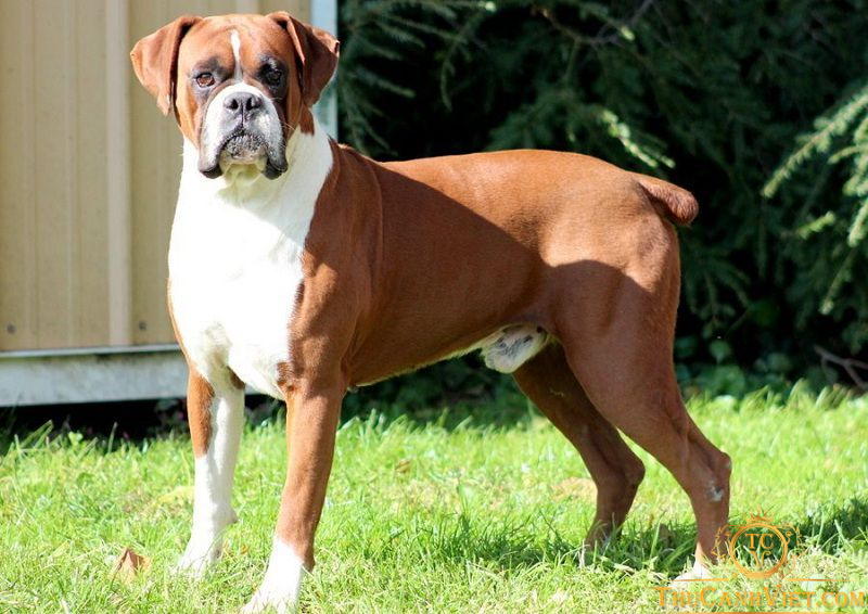 Chó Boxer-những võ sĩ dũng cảm và kiêu hãnh