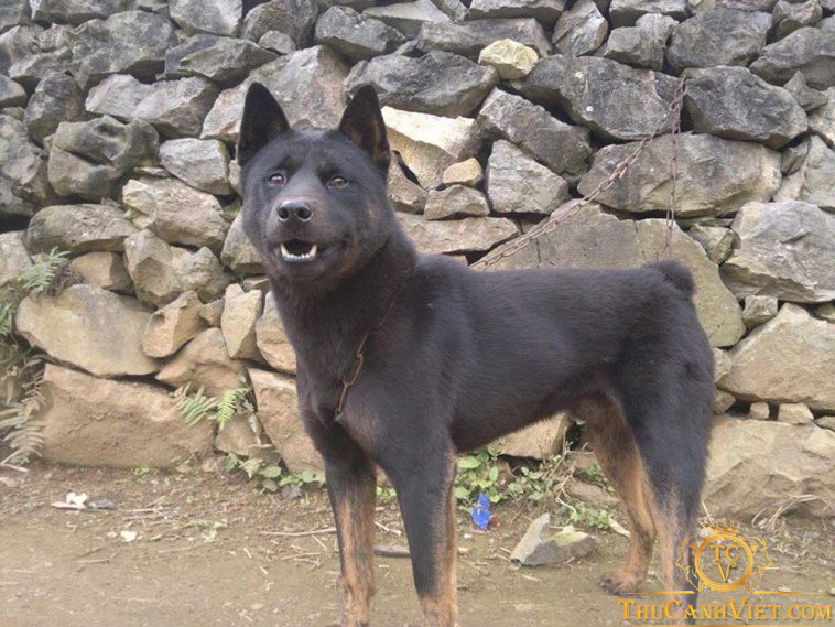 Chó Mông Cộc-giống chó bản xưa của dân tộc H’mông