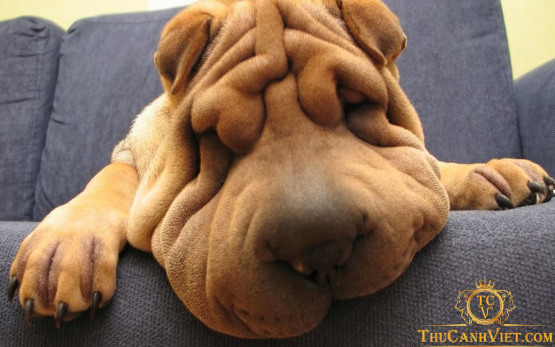 Chó Shar Pei - chú chó “cau có” đáng yêu nhất trái đất