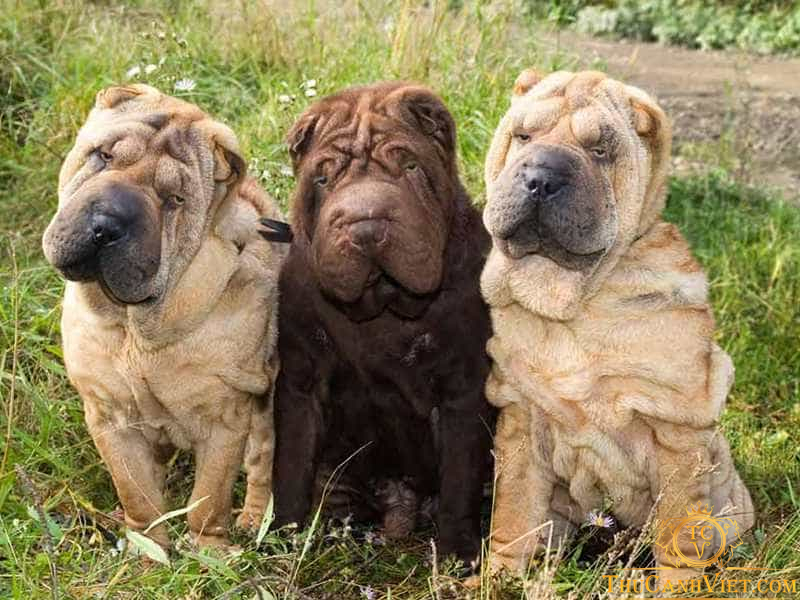 Chó Shar Pei - chú chó “cau có” đáng yêu nhất trái đất