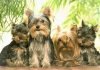 Gia đình nhà yorkshire terrier