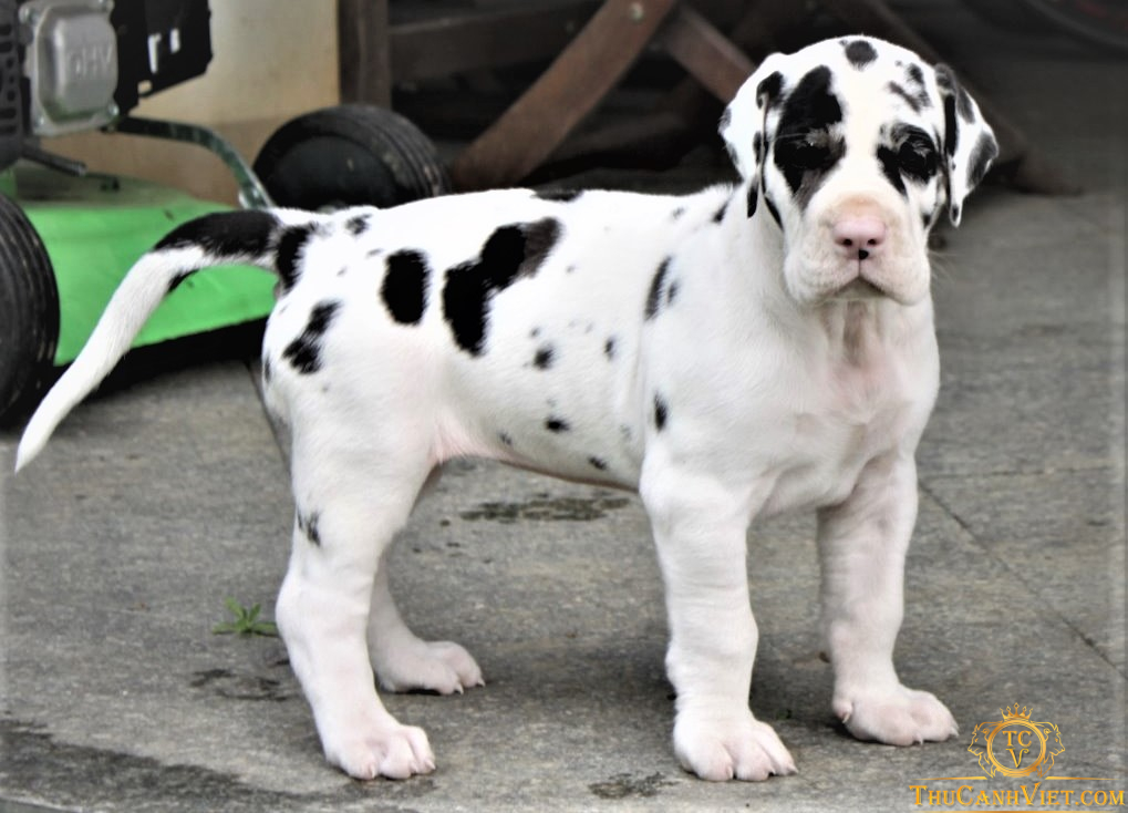 Chó Great Dane thuần chủng màu bò sữa khi 2-3 tháng tuổi