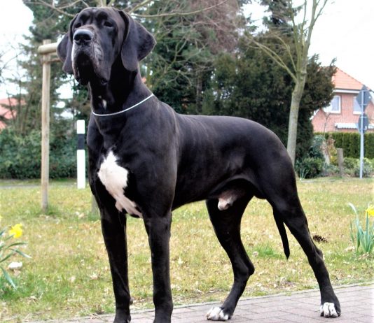 Chó Great Dane màu đen đốm trắng