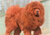 Chó Tibetan Mastiff cực kỳ giống 1 chú sư tử