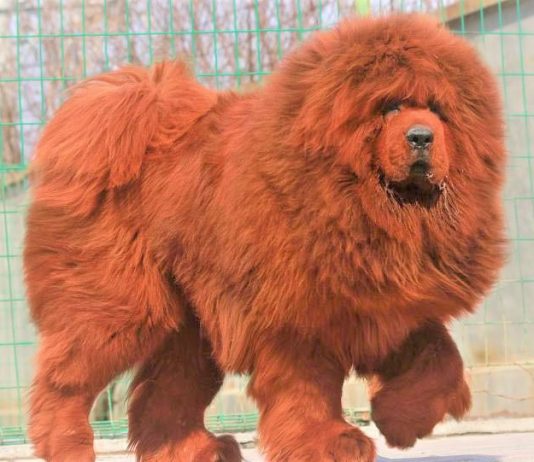 Chó Tibetan Mastiff cực kỳ giống 1 chú sư tử