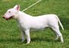 Vóc dáng Chó Bull Terrier màu trắng sữa