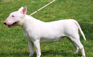 Vóc dáng Chó Bull Terrier màu trắng sữa